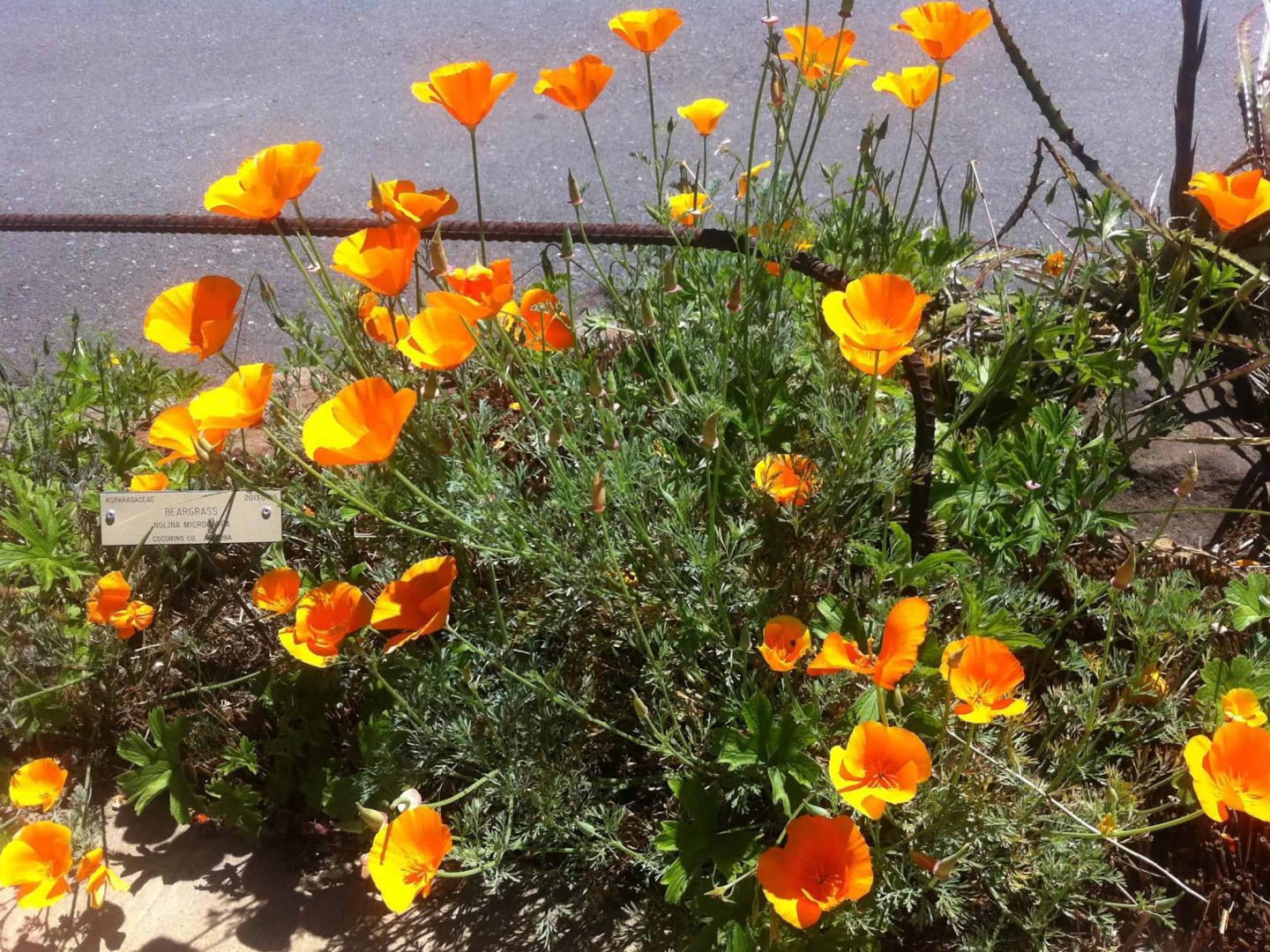 Spring in Berkeley, 2016. Photos by Olga Panteleeva
